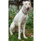 Blanca, Podenco Ibicenco - Hündin