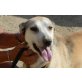 Blanca, eine Seele von Hund - Hündin