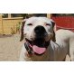 Blanca, sehr lieb, Dogo Argentino - Hündin