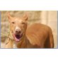 Blancanieves,sanfte Hündin, Podenco Andaluz - Hündin