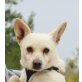 Blanche, Chihuahua Mix - Hündin