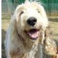 Blanche, Segugio Italiano - Hündin