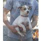 Blancito, Chihuahua Mix - Rüde