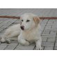 Blanco, Labradormix - Rüde