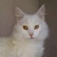 Blanco, Pflegestelle in Plankstadt - Kater