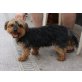 Blas, Yorkshire Terrier - Rüde