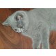 Blau BKH Kätzchen suchen neues zuhause, Britisch Kurzhaarkatze - Katze