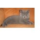 Blau, Britisch Kurzhaarkatze - Katze