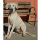 Blau, Galgo-Mix - Rüde