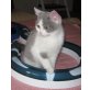Blau-weisses BKH Mädchen, Britisch Kurzhaarkatze - Katze