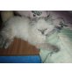 Blauauge, Perser Colourpoint - Kater