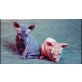 Blaue Augen sphynx Babys, Sphynx - Kater