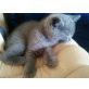 Blaue Britisch Kurzhaarkitten mit Stammbaum, Britisch Kurzhaarkatze - Katze