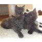 Blaue Flauschkugeln, Maine Coon - Kater