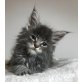 Blaue Maine Coon Schönheit, Maine Coon - Katze