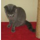 Blauer BKH Junge, Britisch Kurzhaarkatze - Kater