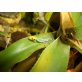 Blauer Bambus Taggecko