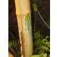 Blauer Bambus Taggecko