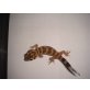 Blauer Wundergecko - weiblich