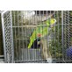 Blaustirnamazonen - männlich