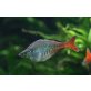 Blehers Regenbogenfisch