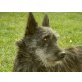 Blekie, musste sich auf der Straße durchschlagen - Hündin