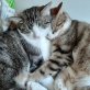 Blinki & Blacky , Hauskatze - Kater