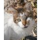 Blinky, Mischling - Kater