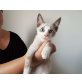 Blizzard, Mischling - Kater