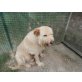 Blondi, Spinone-Mix - Rüde