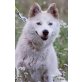 Blondie, Mini Husky Mix Welpen - Hündin