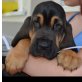 Bloodhound Welpen - Hündin
