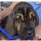 Bloodhound Welpen - Rüde