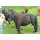 Bloopy v. d. Buske, Minishetlandpony unter 87cm - Stute