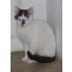 Blose, Katerchen Blose sucht neues zuhause! - Kater