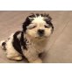 Blossom, Shih Tzu Welpen - Hündin