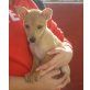Blossoms, Pinscher-Chihuahua-Mix Welpen - Hündin