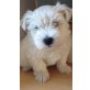 Blu, West Highland White Terrier Welpen - Rüde
