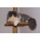 Blue Boy, Perser Bicolor - Kater