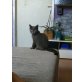 Blue, Britisch Kurzhaarkatze - Katze