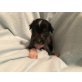 Blue, Chinesischer Schopfhund Hairless-Schlag Welpen - Rüde