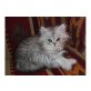 Blue-Colorpoint - Katze