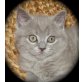 Blue Embrations Azrael, Britisch Kurzhaarkatze - Kater