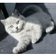 Blue Enigma, Britisch Kurzhaarkatze - Katze