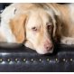 Blue Eye, Golden Retriever-Mix - Rüde