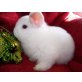Blue Eyed Weiß Holland Lop Kaninchen - männlich