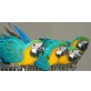 Blue & Gold Ara, Ara - männlich