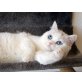 Blue Jeans (Jeanny), Britisch Kurzhaarkatze - Katze