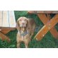 Blue, Magyar Vizsla - Hündin