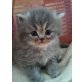Blue Marvin, blue Mai Tai, Perser - Katze